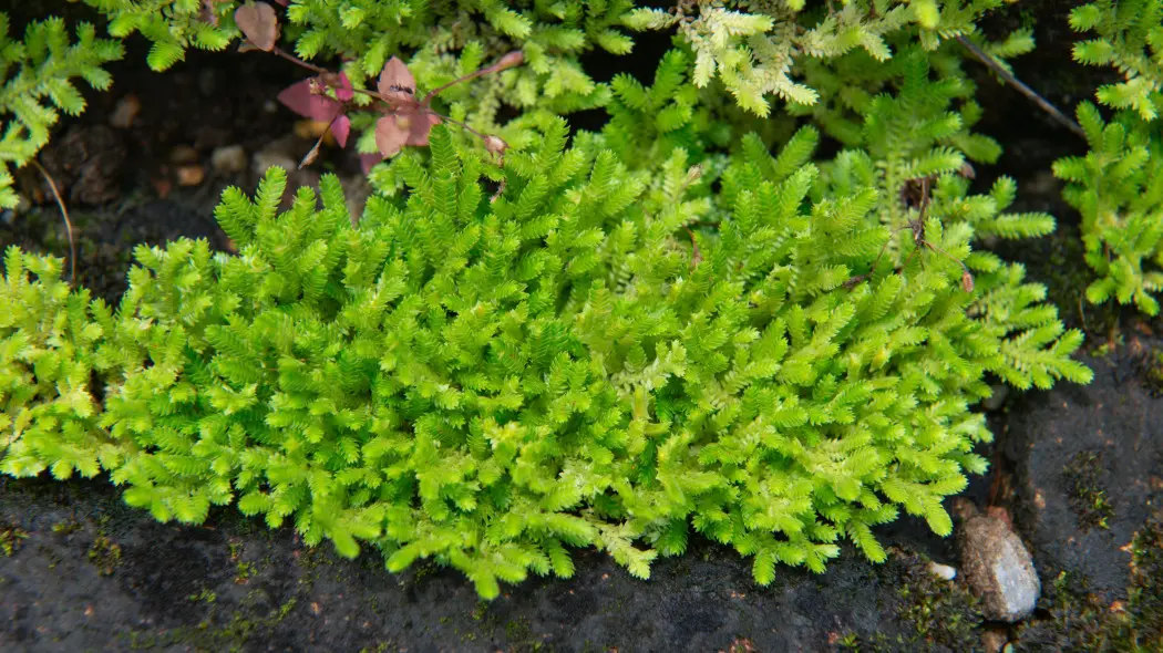 Widliczka Kraussa (Selaginella kraussiana)