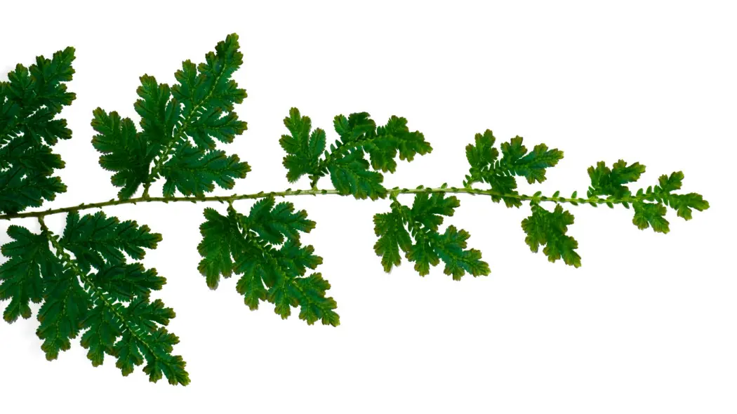 Widliczka Kraussa (Selaginella kraussiana) – budowa pojedynczego liścia