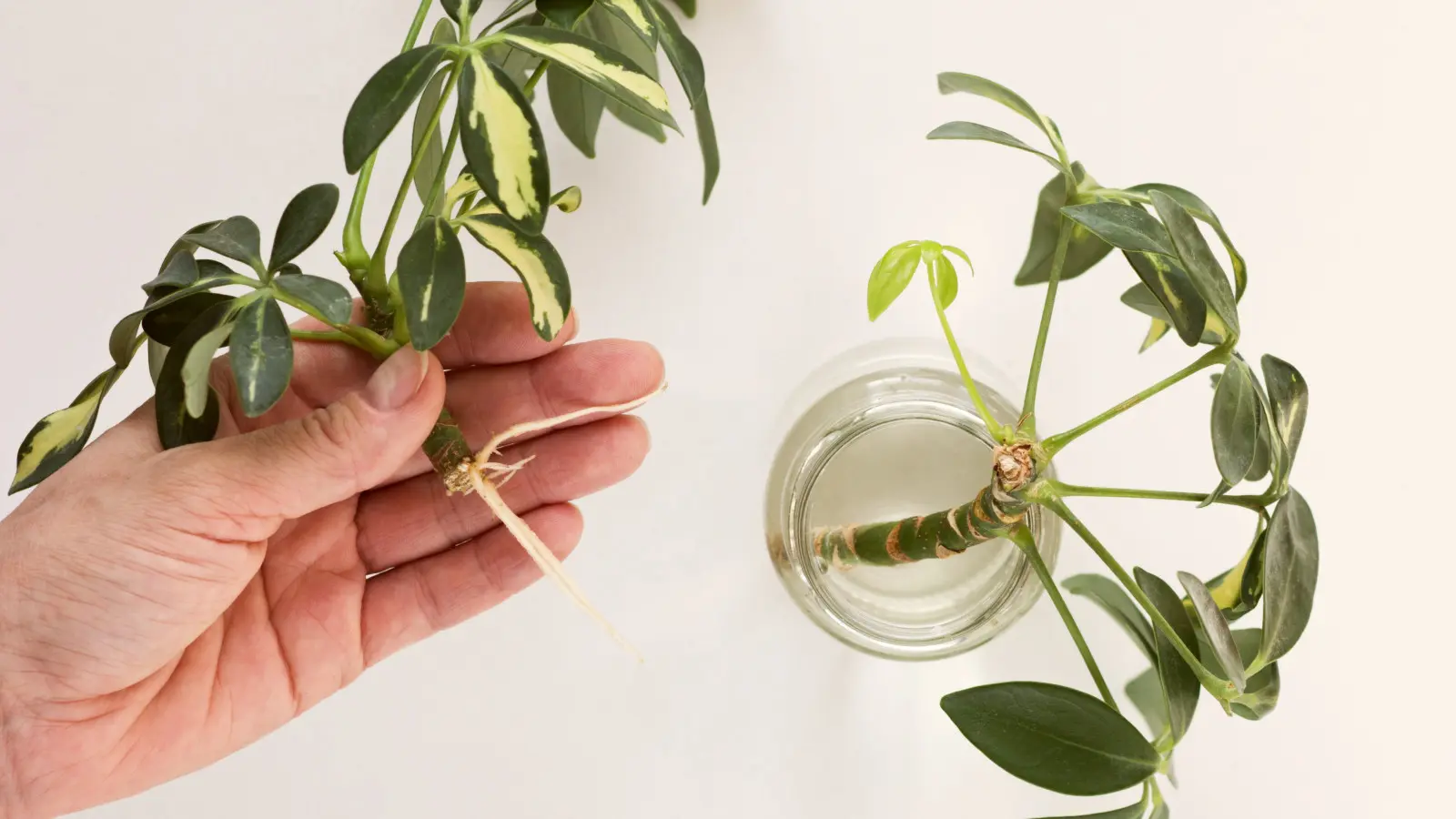 Rozmnażanie szeflery – kiedy i jak to robić? Oto 2 sprawdzone sposoby