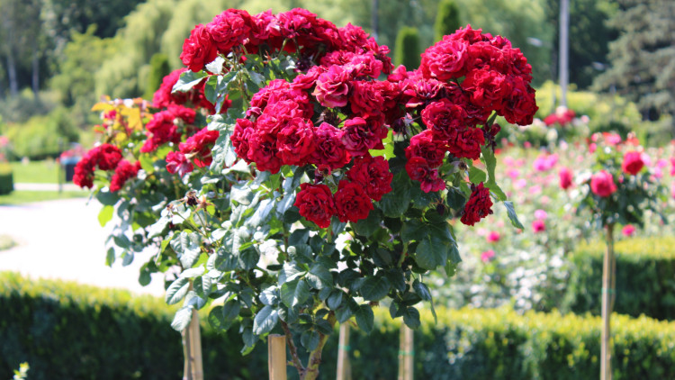 Marzysz o elegancji w ogrodzie? Różane drzewko zrobi to lepiej niż lawenda i hortensja razem wzięte