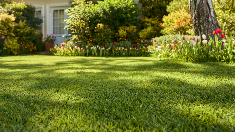 Stihl radzi, jak pielęgnować trawnik, by wyglądał jak zielony dywan