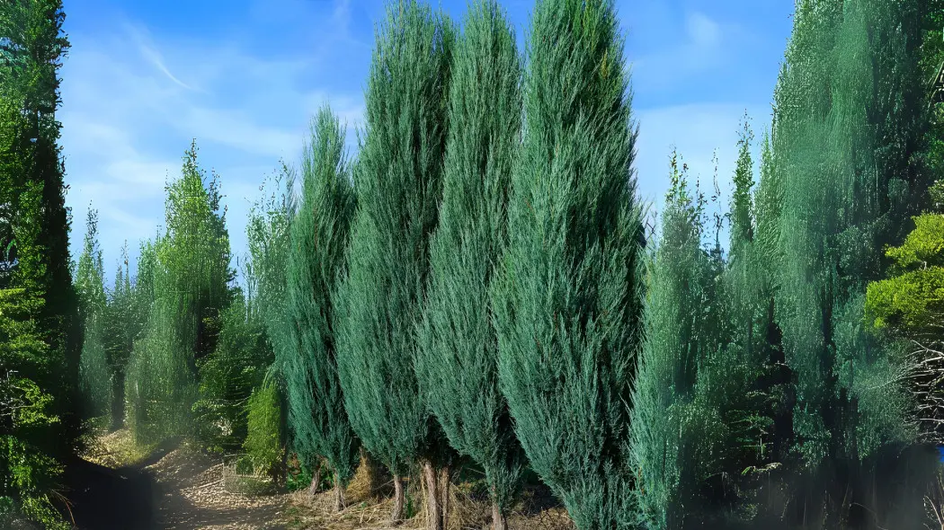 Jałowiec skalny (Juniperus scopulorum)