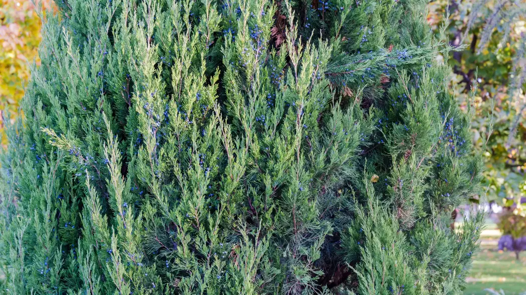 Jałowiec skalny (Juniperus scopulorum)