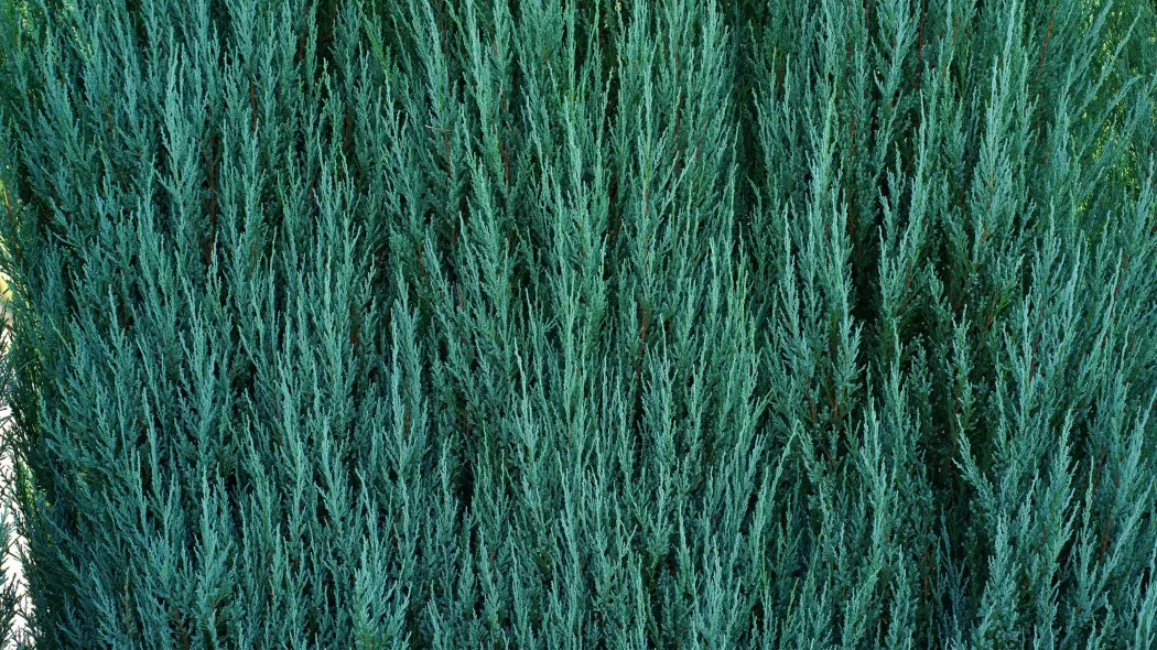 Jałowiec skalny (Juniperus scopulorum)