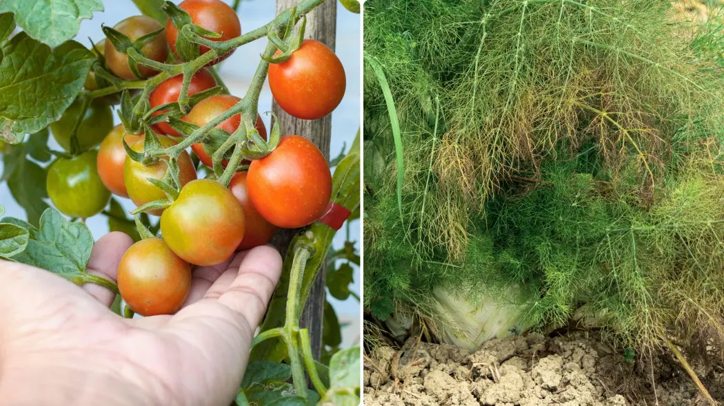 Najgorszy sąsiad pomidora - koper fenkuł