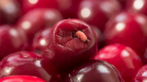 Robaki w czereśniach? Jest na to prosty, domowy sposób. Larwy uciekną z owoców