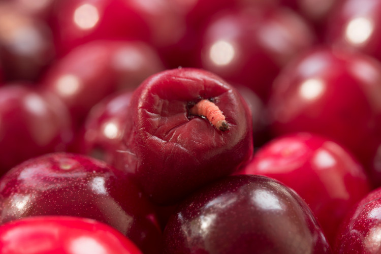 Robaki w czereśniach? Jest na to prosty, domowy sposób. Larwy uciekną z owoców