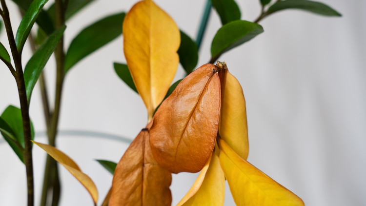 Zamiokulkas żółknie? Uważaj, to nie wina światła