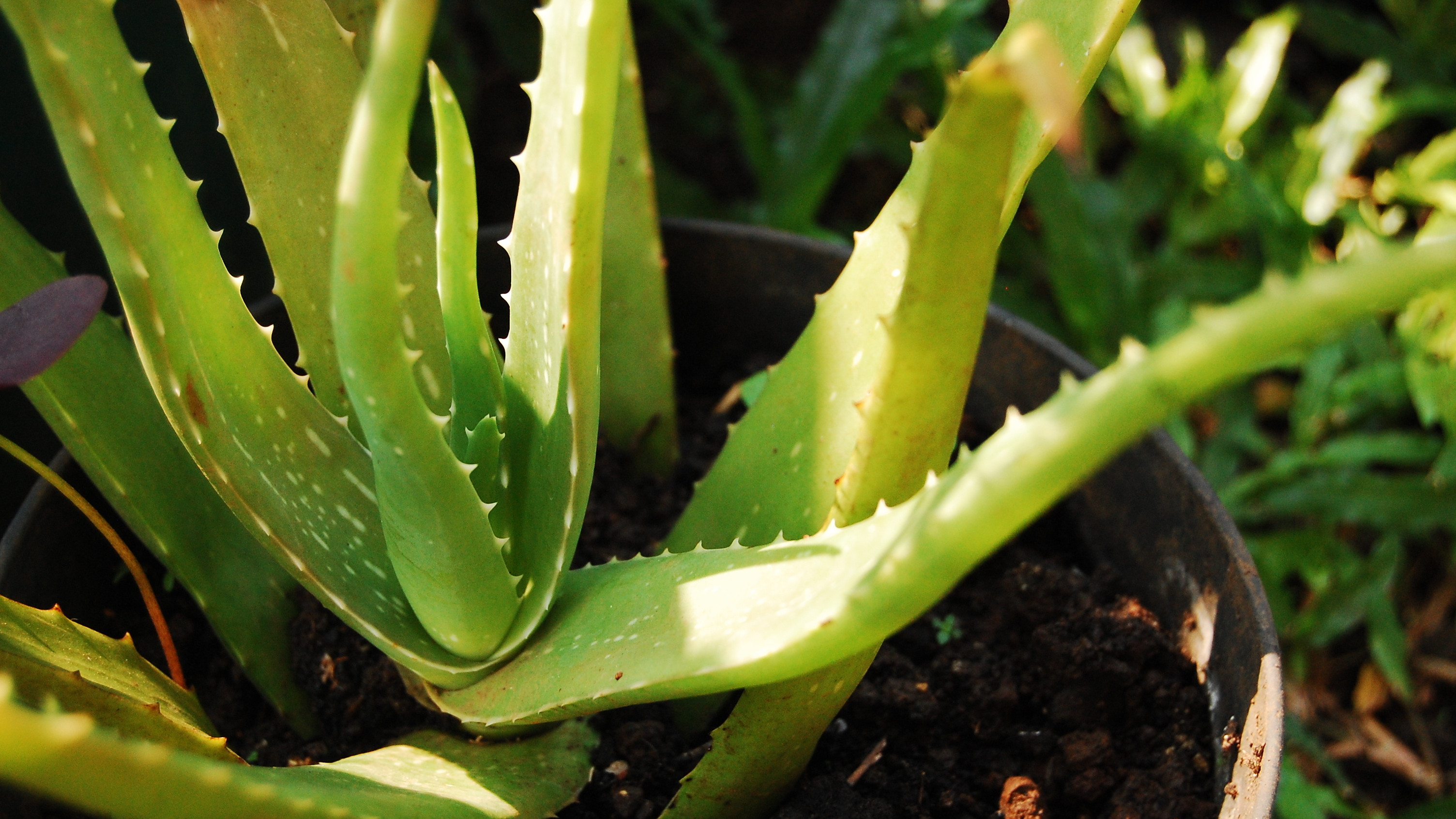 large aloe Buy 'Large Aloe Vera Plants - Aloe barbadensis' Care and Growing Guide main image 1
