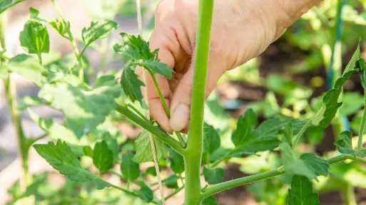 Wilki w pomidorach. Jak usuwać pędy boczne, by mieć więcej owoców?