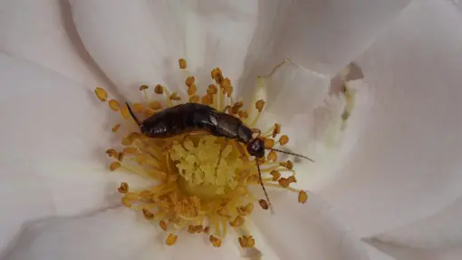 Masz skorki na różach? Lepiej ich nie zwalczaj. Pomogą pozbyć się mszyc