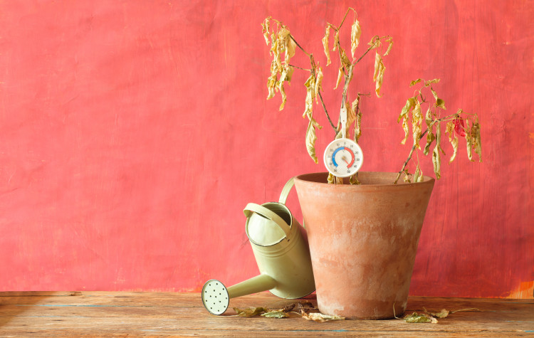 Magiczny eliksir na upały. Rośliny wytrzymają choćby piekło, ale... "jest haczyk"