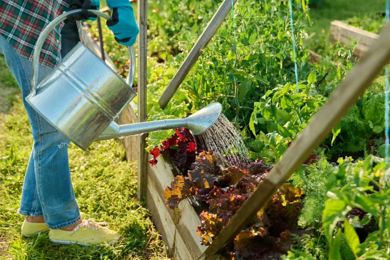 Podlewanie roślin gnojówką z pokrzywy