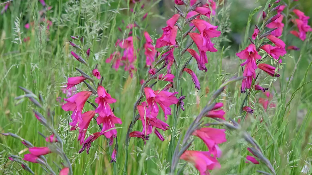 Mieczyk pospolity (Gladiolus communis)