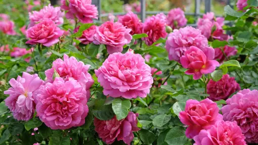 Róża 'Princess Anne'