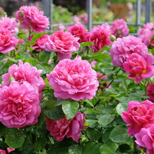 Róża 'Princess Anne'