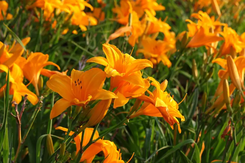 Liliowce