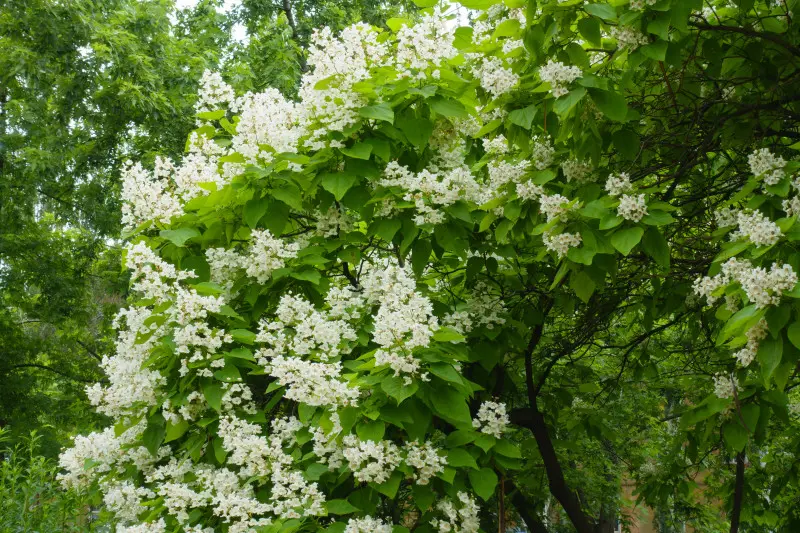 Katalpa