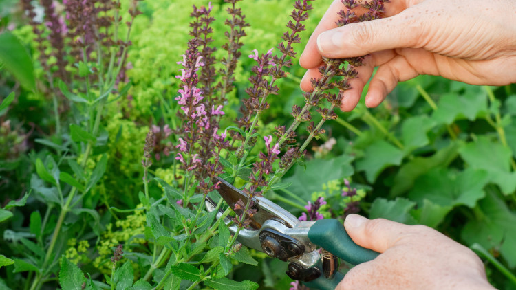 Ogławianie roślin – czym jest i jak wpływa na kwiaty? Które gatunki tego nie lubią?