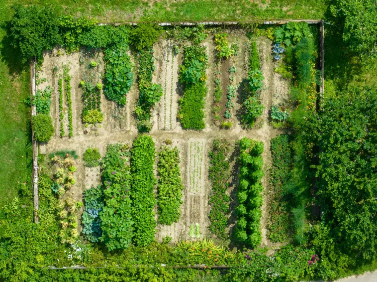 Jakie zioła można sadzić obok siebie? Oto dobre i złe sąsiedztwo