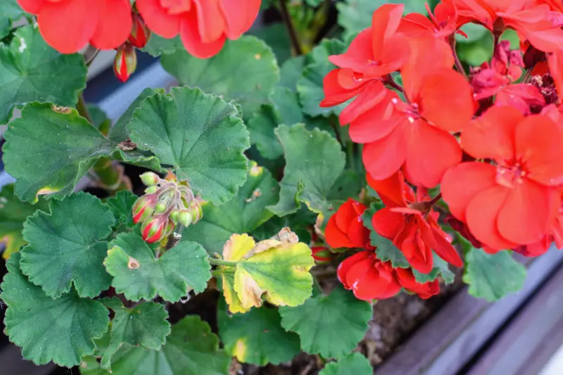 Żółknące liście pelargonii