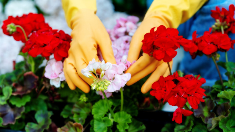 Twój balkon utonie w kwiatach. Jest sposób na "uruchomienie" pelargonii