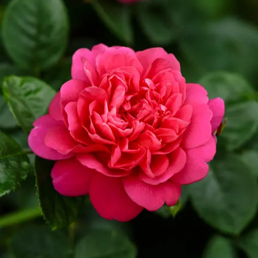 Róża 'Princess Anne'