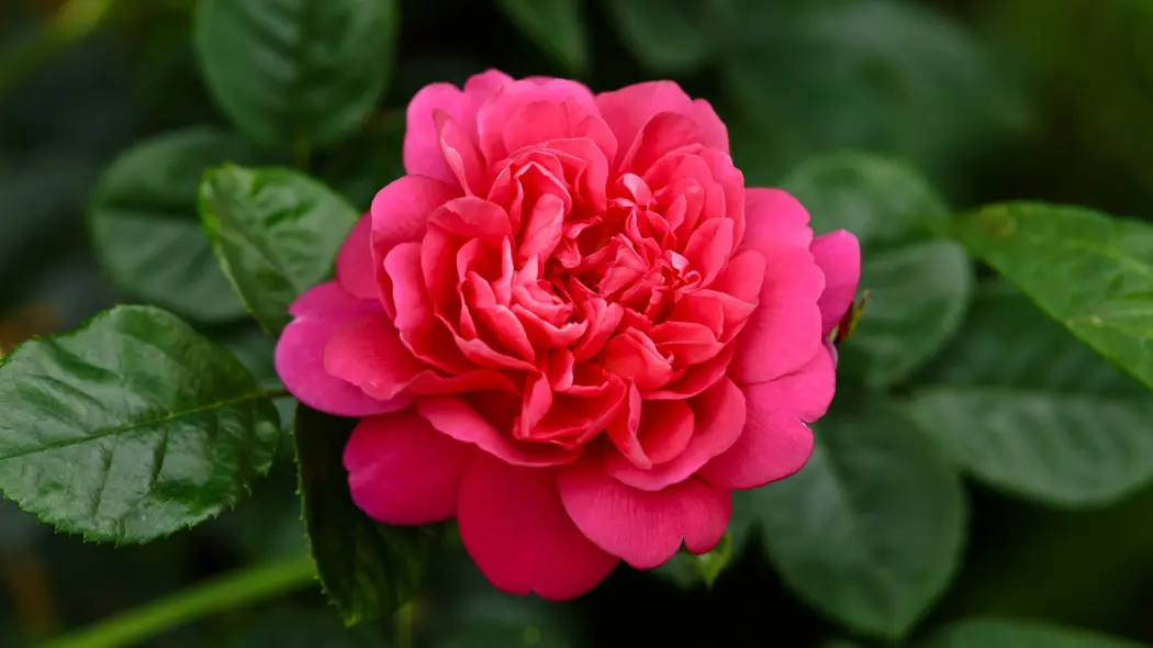 Róża Princess Anne