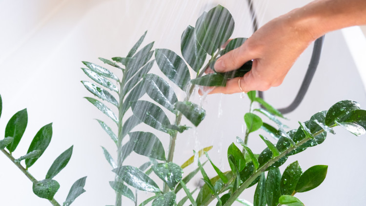 Prysznic dla zamiokulkasa – czy to mądry pomysł? Jak to robić i na co uważać