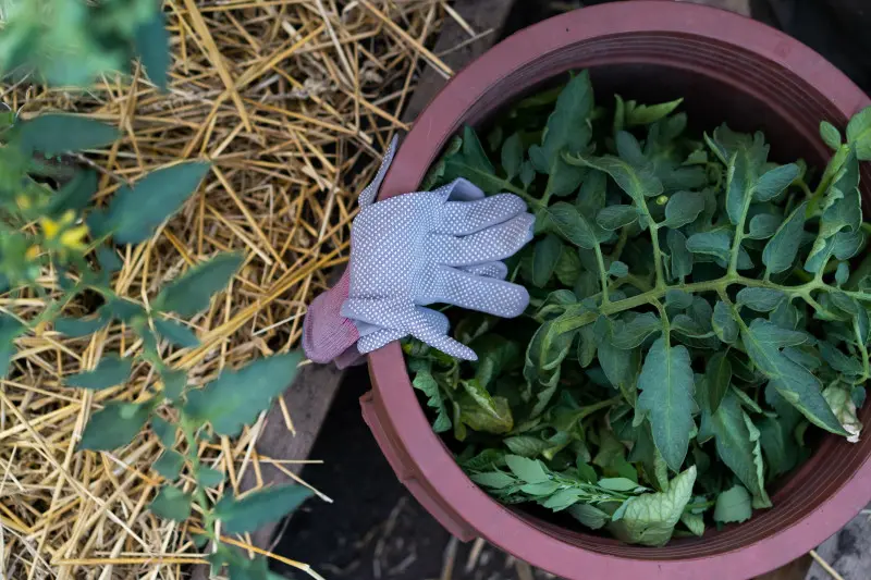 Naturalny nawóz z liści pomidora – ogrodniczy hit, który nic nie kosztuje