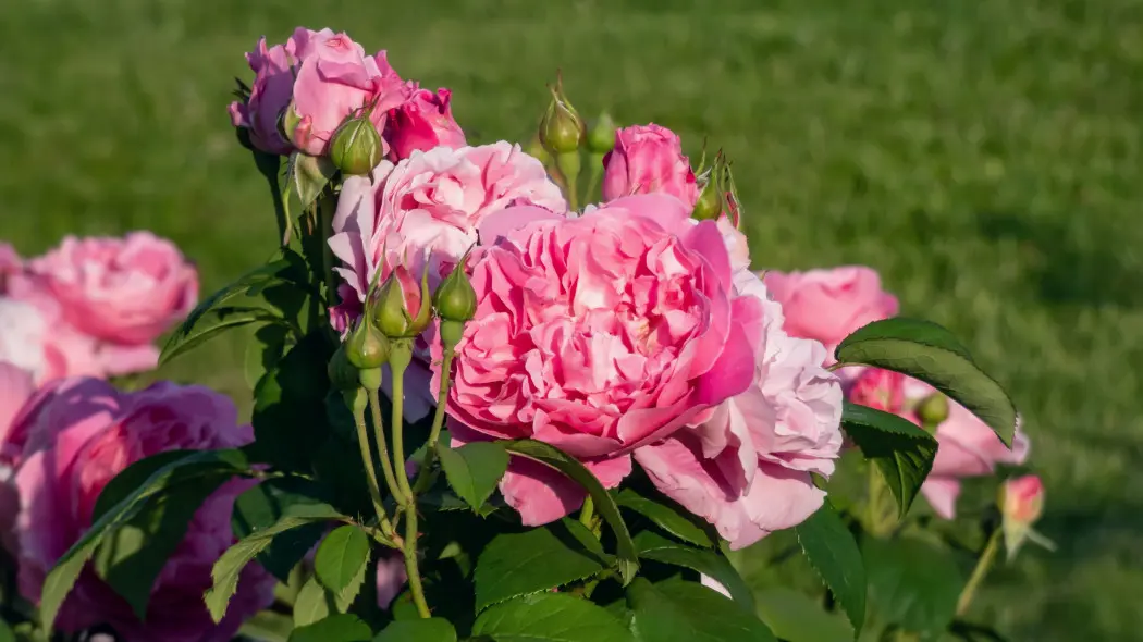 Róża Rose Gertrude Jekyll