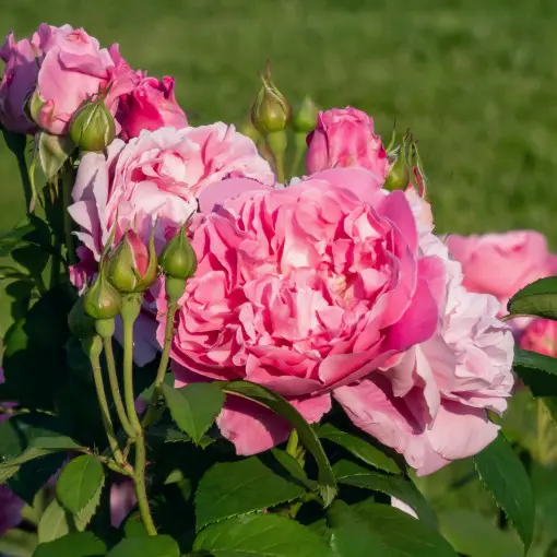 Róża 'Gertrude Jekyll'