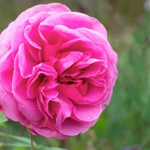 Róża 'Gertrude Jekyll'