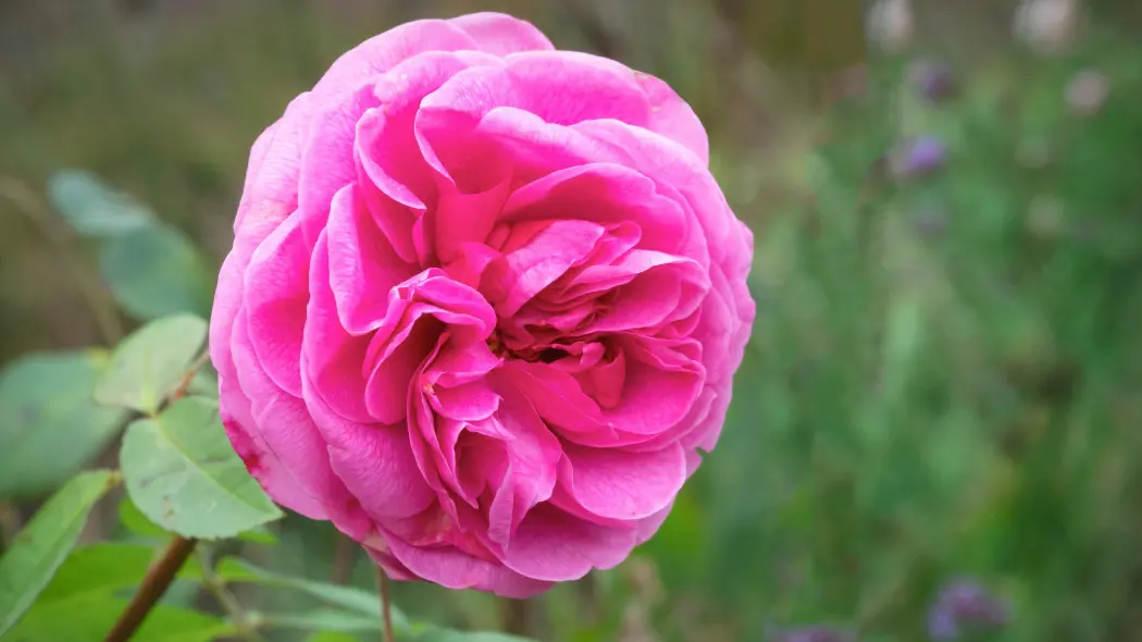 Róża Rose Gertrude Jekyll