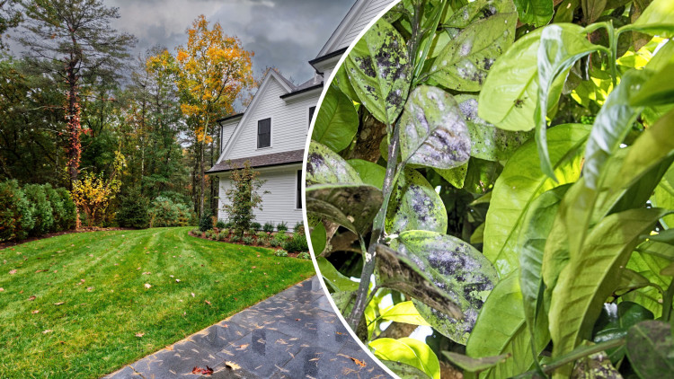 W deszczowe dni uważaj na choroby – zajrzyj pod liście, zanim będzie za późno