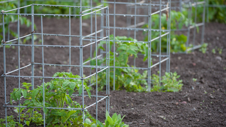 Klatki dla pomidorów – sposób na łamiące się krzaczaste odmiany. Poznaj ich zalety i wady