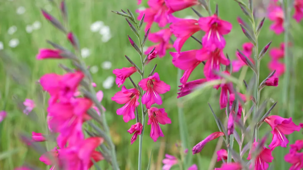 Mieczyk pospolity (Gladiolus communis)