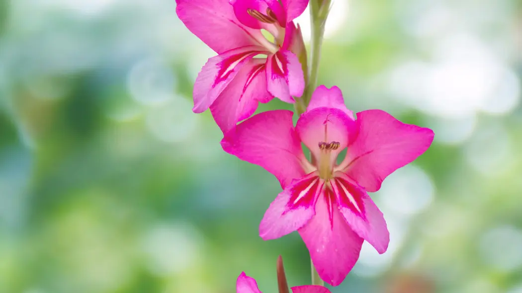 Mieczyk pospolity (Gladiolus communis)