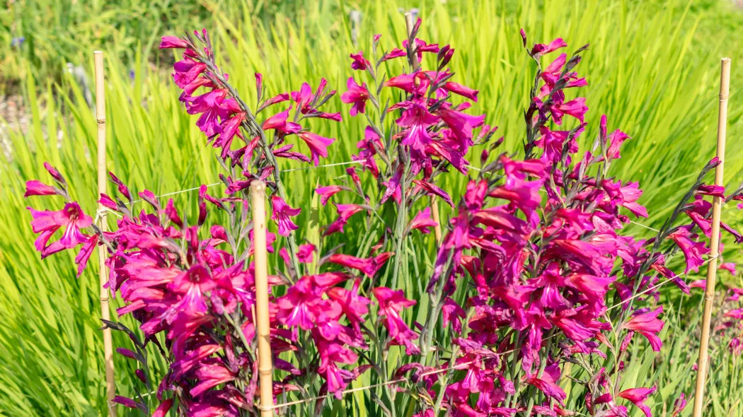 Mieczyk pospolity (Gladiolus communis) w ogrodzie