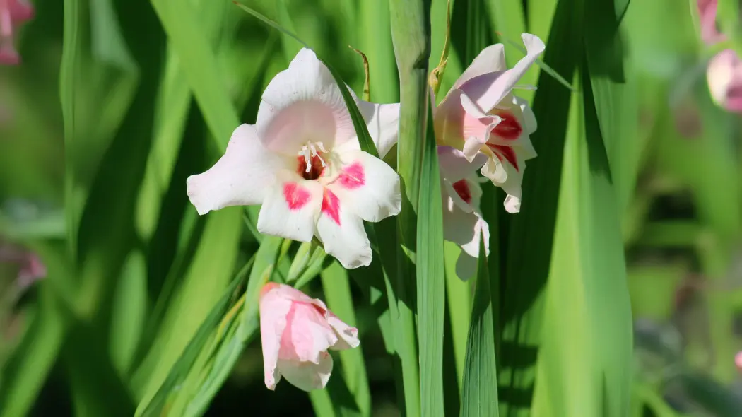 Mieczyk karłowaty (Gladiolus nanus)