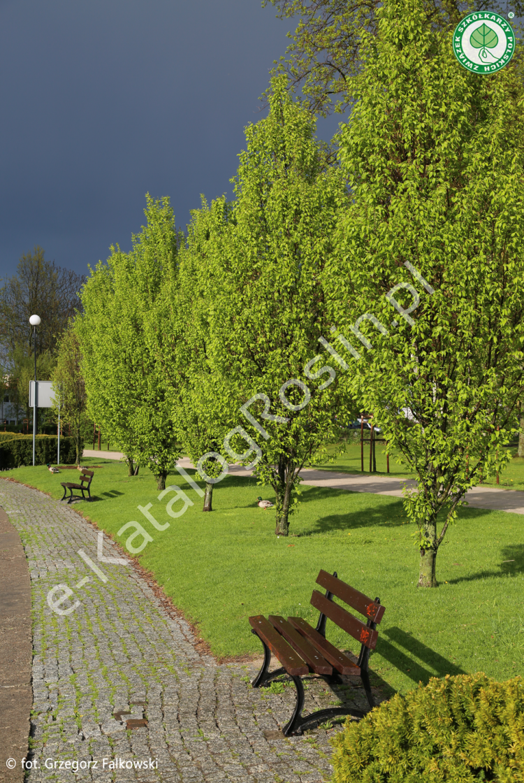 Grab pospolity 'Fastigiata'