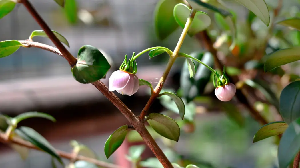 Ugni molinae, Chilijska guawa - kwiaty
