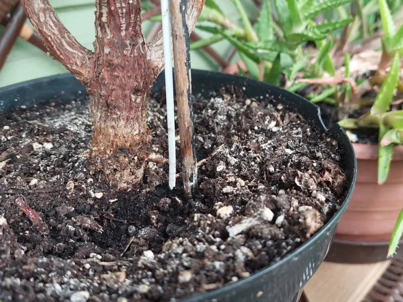 Zasolone podłoże w doniczce z rośliną