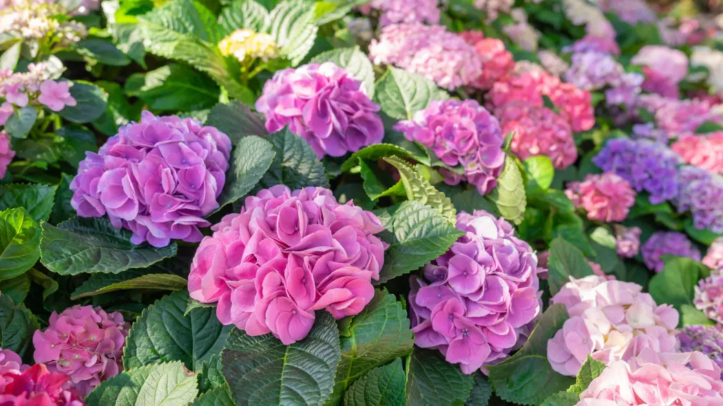Nie posadzę więcej zwykłej hortensji - oto hydrangea Endless Summer