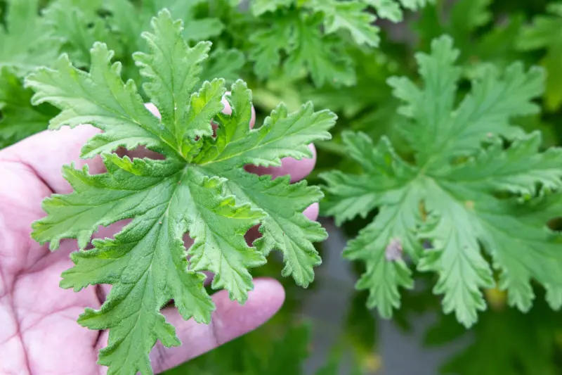 Pelargonia 'Cytronella' - liście