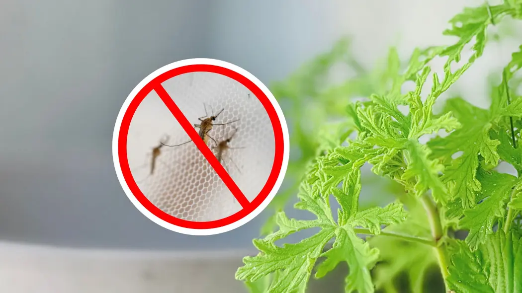 Posadziłam tę jedną roślinę i nagle zniknęły wszystkie komary