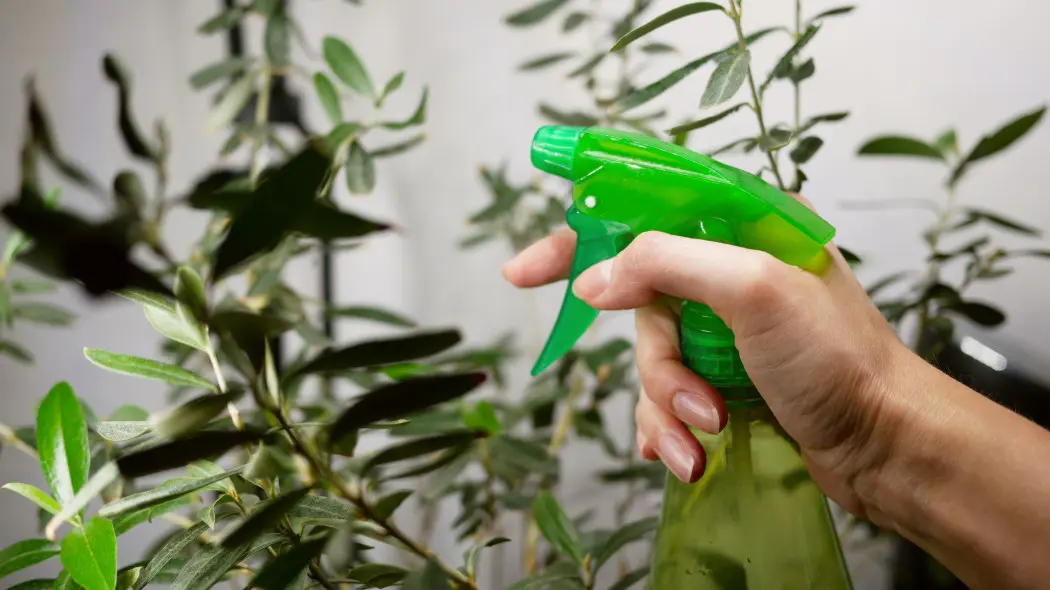 Liście jak nowe - tani, domowy spray, który przywraca im blask