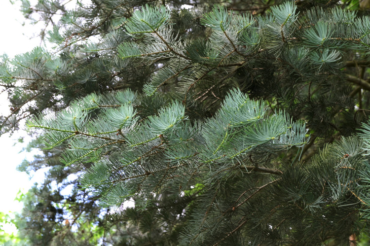 Jodła kalifornijska