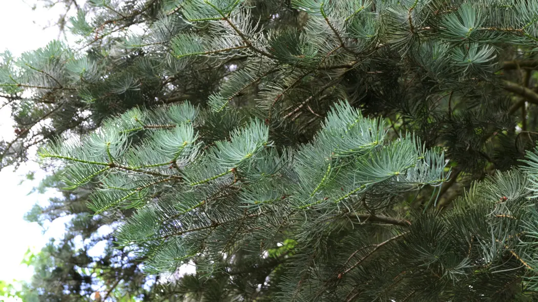 Jodła kalifornijska (Abies concolor)
