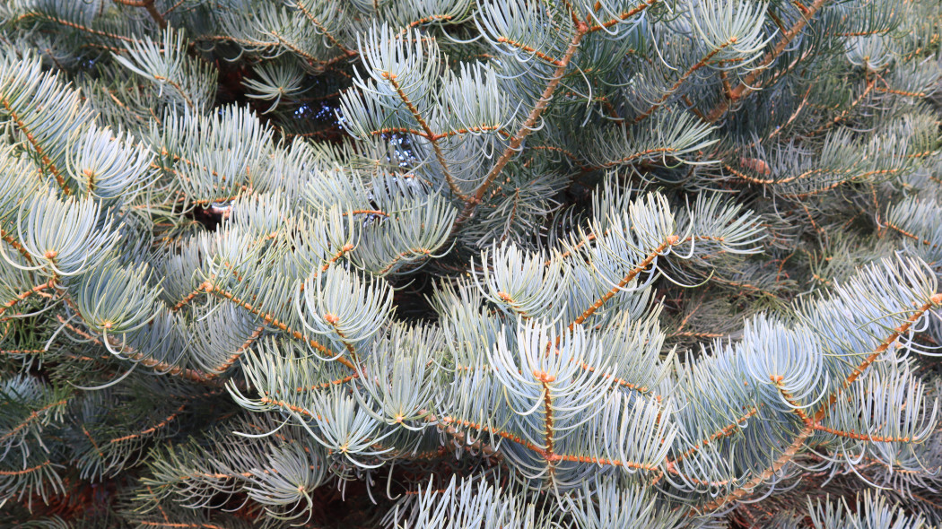 Jodła kalifornijska (Abies concolor)